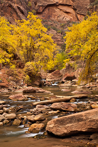 Autumn's golden canopy. Zion National Park - October 31, 2008.