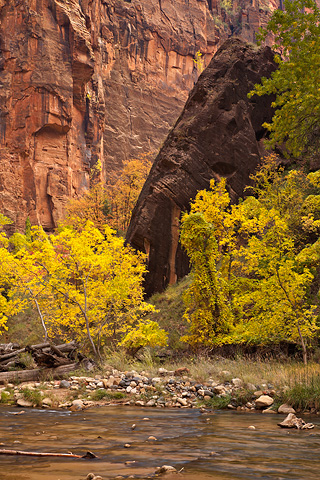 Black Gold. Zion National Park - October 31, 2008.