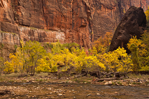 The watcher of the water. Zion National Park - October 31, 2008.