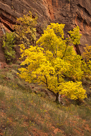 A spray of yellow. Zion National Park - October 31, 2008.