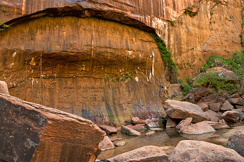 Hanging garden. Zion National Park - May 15, 2005.
