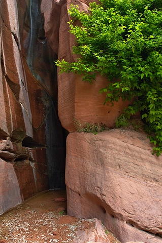 A small waterfall on the Taylor Creek Trail. Zion National Park - May 27, 2006.