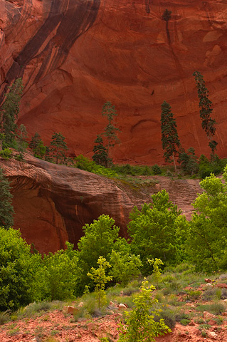 More alcoves on the Taylor Creek Trail. Zion National Park - May 27, 2006.