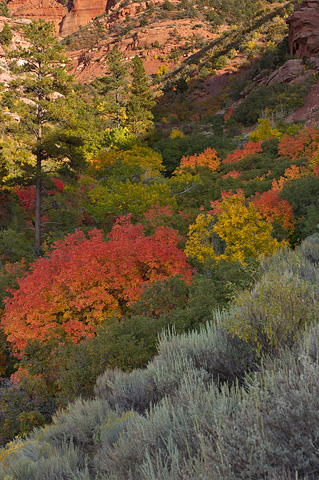 Fall color along the scenic drive. Zion National Park - September 29, 2006.
