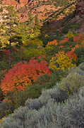 Fall color along the scenic drive - Zion National Park