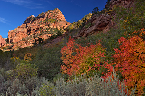 Fall color near Beatty Point. Zion National Park - September 29, 2006.