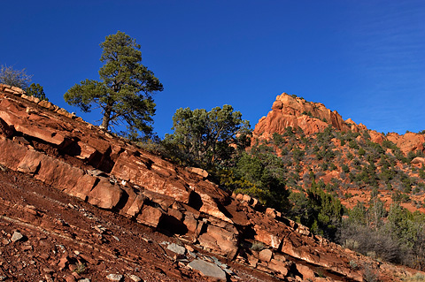 Upthrust layers of rock. Zion National Park - October 30, 2004.