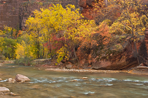 The colors of the Temple. Zion National Park - October 29, 2006.