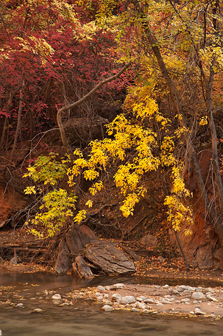 Color falling. Zion National Park - October 28, 2007.