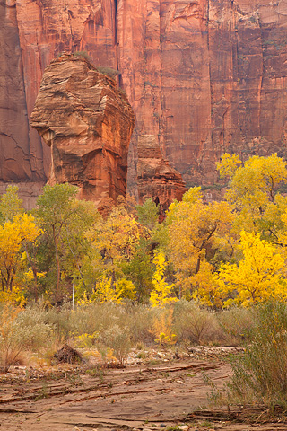 Fall color beneath The Altar and The Pulpit. Zion National Park - October 28, 2007.