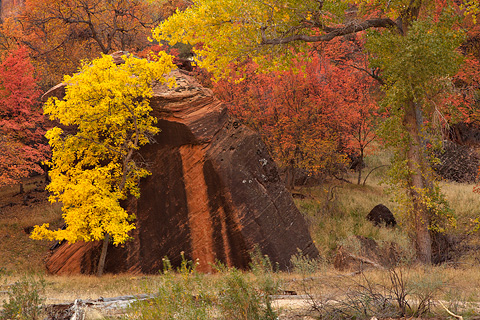 Black and gold. Zion National Park - October 28, 2007.