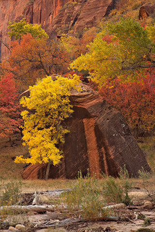 Canyon colors. Zion National Park - October 28, 2007.