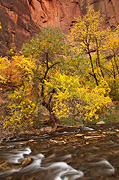 Color and contrast - Zion National Park