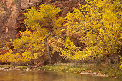 The Temple of Sinawava. Zion National Park - October 31, 2008.