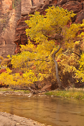 Cottonwood. Zion National Park - October 31, 2008.