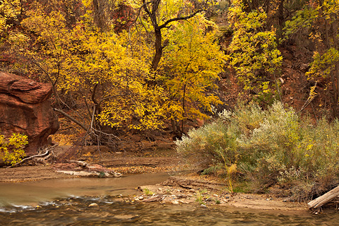 The banks of The Virgin. Zion National Park - October 31, 2008.