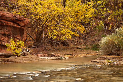 The Virgin River. Zion National Park - October 31, 2008.