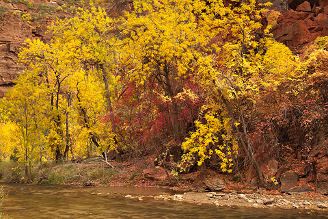 The golden walls of the temple. Zion National Park - October 31, 2008.