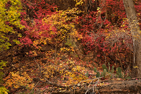 Desert beauty. Zion National Park - November 1, 2008