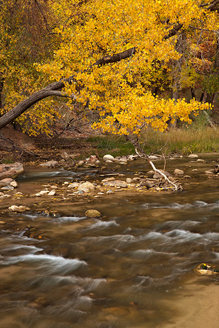 A cottonwood and the Virgin. Zion National Park - November 1, 2008.