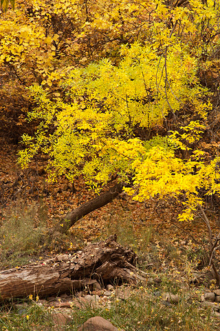 Green gives way to gold. Zion National Park - November 1, 2008.