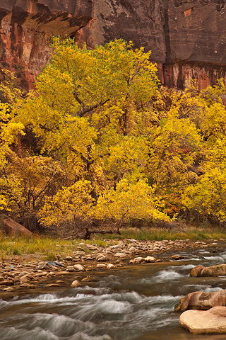 Cottonwoods along The Virgin. Zion National Park - November 1, 2008.