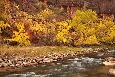 Fall along The Virgin. Zion National Park - November 1, 2008.