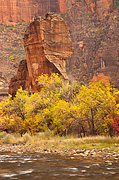 Fall color at The Altar and The Pulpit - Zion National Park