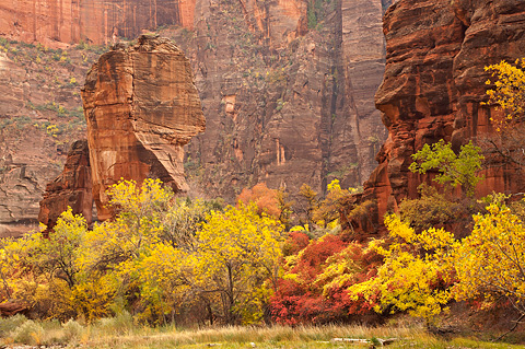 Fall color near the Altar and the Pulpit. Zion National Park - November 1, 2008.