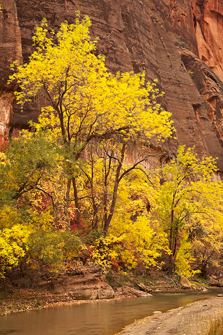 A river runs through it. Zion National Park - November 1, 2008.