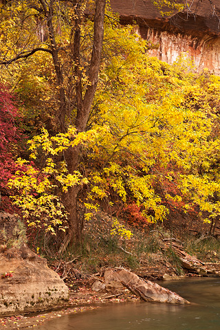 Fall color. Zion National Park - November 1, 2008.