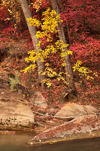 Crimson and gold. Zion National Park - November 1, 2008.