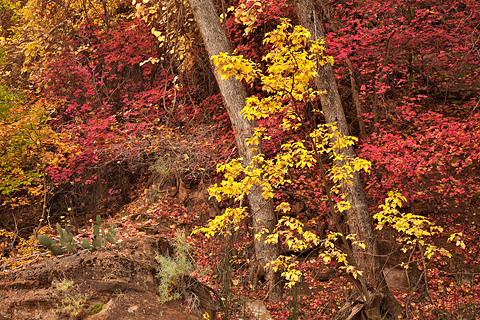 Standing out from the crowd. Zion National Park - November 1, 2008.