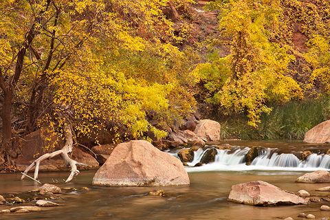 Fall color on the banks of The Virgin. Zion National Park - November 1, 2008.