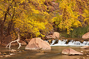 Fall color on the banks of The Virgin - Zion National Park