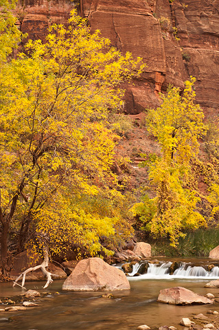 Fall color in the Temple. Zion National Park - November 1, 2008.