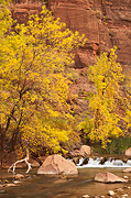 Fall color in the Temple - Zion National Park