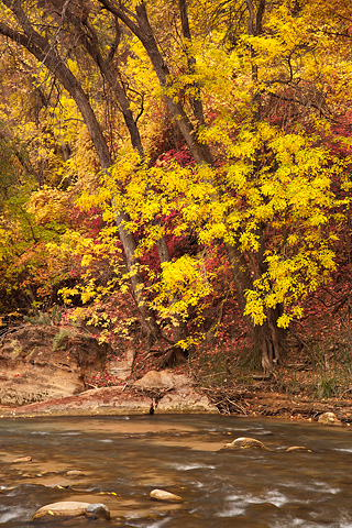 Autumn. Zion National Park - November 1, 2008.