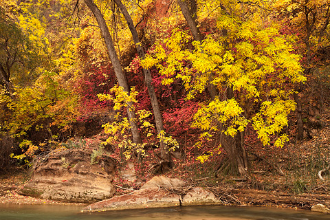 Fall color on the river bank. Zion National Park - November 1, 2008.