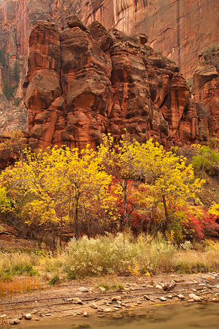 Color and cliffs. Zion National Park - November 1, 2008.