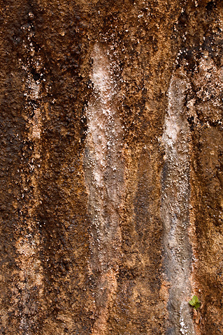 A living wall. Zion National Park - April 6, 2007.