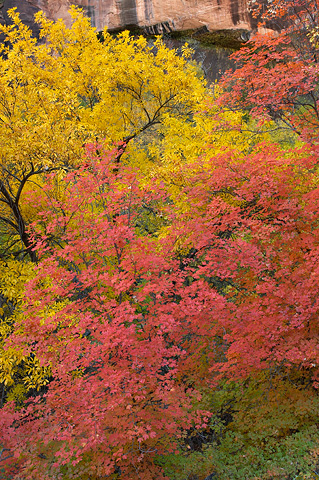 A blend of fall color. Zion National Park - October 28, 2006.
