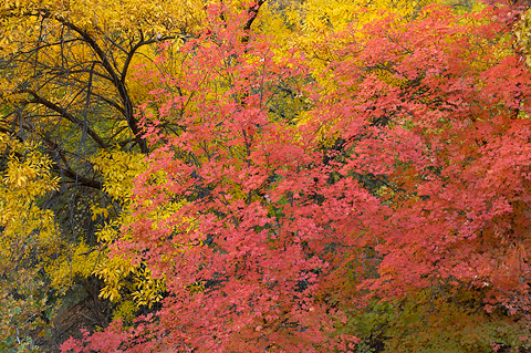 Fall color. Zion National Park - October 28, 2006.