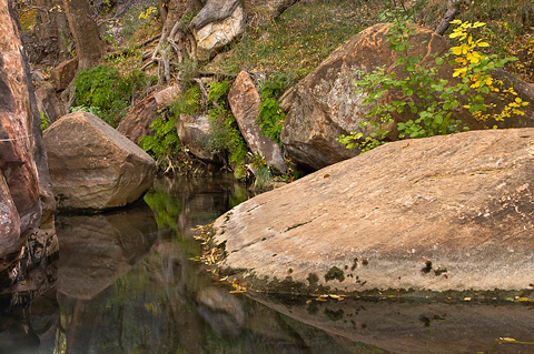 The first sign of fall. Zion National Park - October 28, 2006.