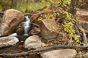 Cascades and fall color - Zion National Park