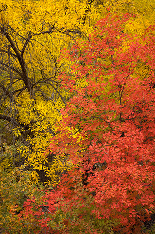 Fall color at Weeping Rock. Zion National Park - October 27, 2007.