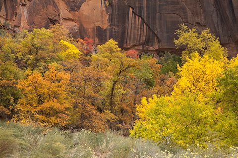 Shades of Autumn. Zion National Park - October 27, 2007.