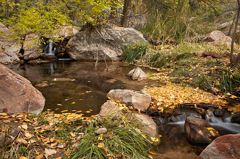 Cascades littered with fallen leaves. Zion National Park - October 27, 2007.