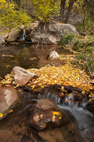 Golden cascades. Zion National Park - October 27, 2007.