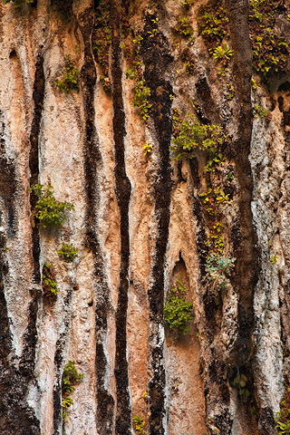 Striped garden. Zion National Park - October 17, 2008.
